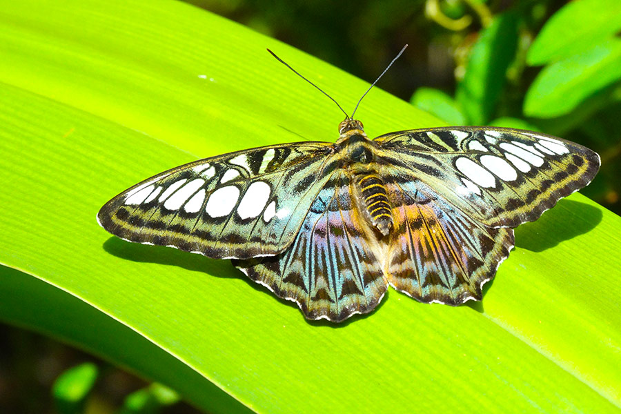 Motyl w kolorach brązu i bieli rozłożony na liściu