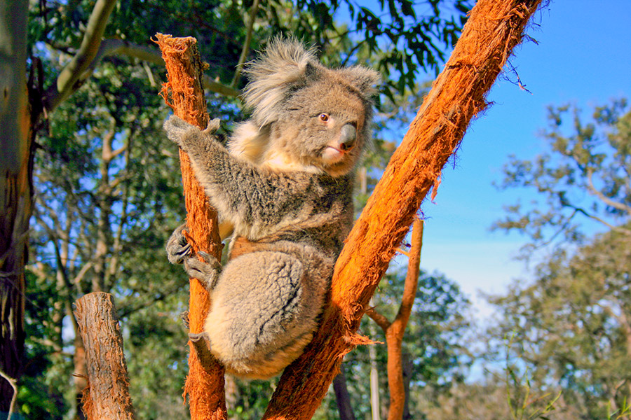 Koala australijska trzyma się jednej gałęzi drzewa