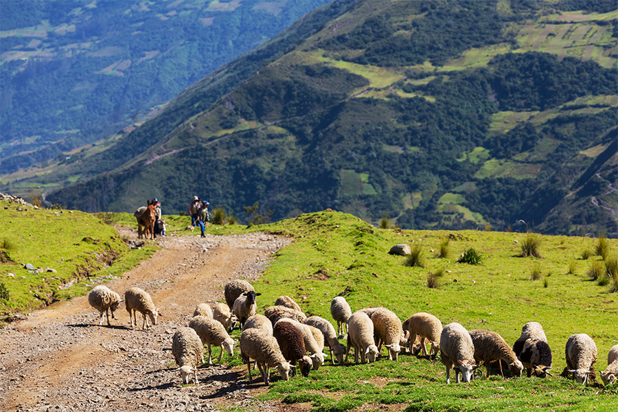 Krajobraz górski. Kamienista droga, którą idą ludzie i prowadzą konie. Na pierwszym planie pasą się owce.