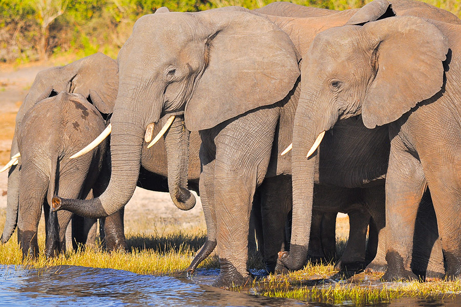 Grupa słoni stoi przy wodzie i pije. Za nimi drzewa.