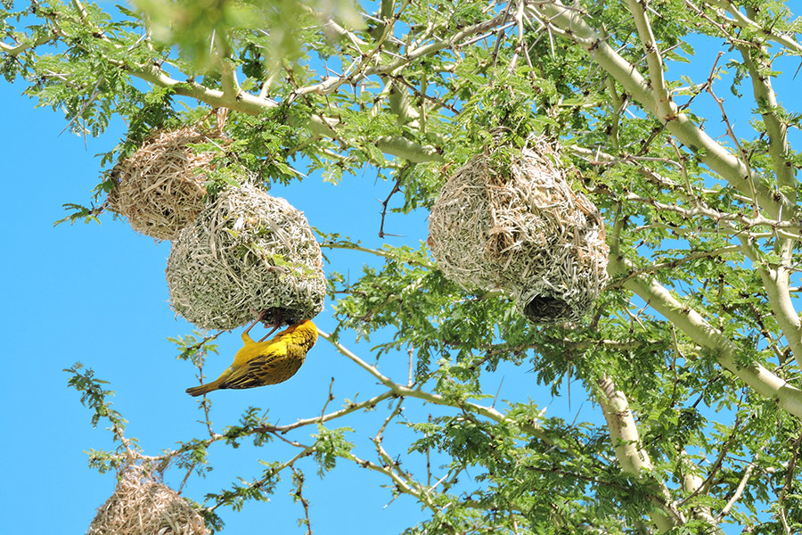 Żółty ptak siedzi na gnieździe w formie kuli zawieszonej na gałęzi. Od spodu kuli znajduje się otwór. Widać jeszcze dwa inne gniazda oraz kilka gałęzi drzewa z drobnymi liśćmi i białym pniem.