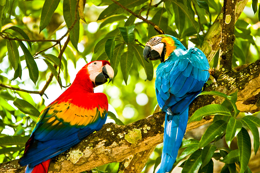 Kolorowe papugi siedzą na gałęzi. Są zwrócone do siebie. Za nimi dużo zielonych liści i gałęzi.