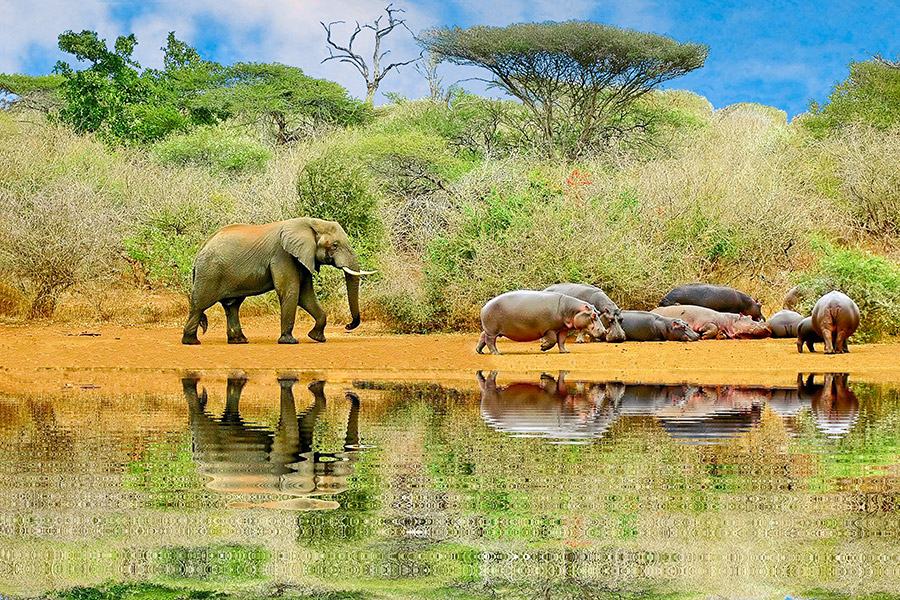 Po prawej stronie grupa hipopotamów. Po lewej słoń. Słoń zmierza w stronę hipopotamów. Zwierzęta są nad wodą. W tle drzewa i krzewy.