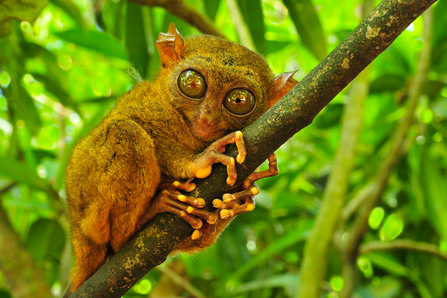 Wyrak upiór. Małe zwierzę przypominające małpę obejmuje gałąź. Patrzy w stronę obiektywu. W tle zielony las.