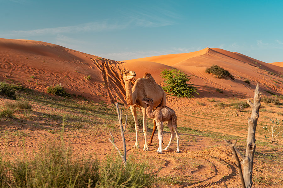 Wielbłądy na terakotowej pustyni w Ras Al Khaimah - Ecco Travel