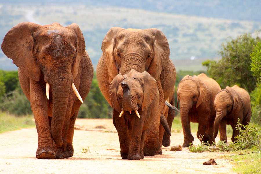 Słonie podczas spaceru w Parku Krugera - Ecco Travel - RPA