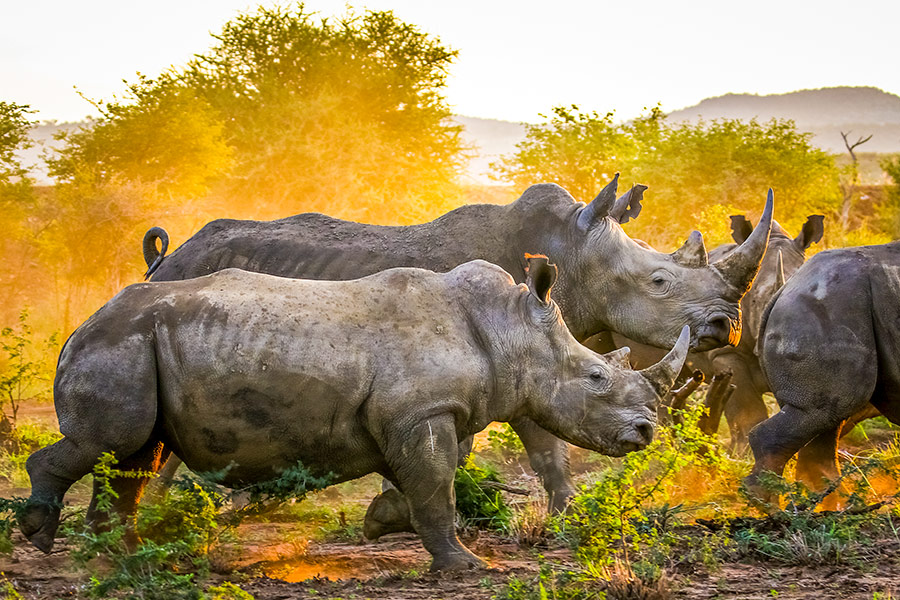 Nosorożce napotkane podczas przejazdu przez Park Krugera - Ecco Travel - RPA