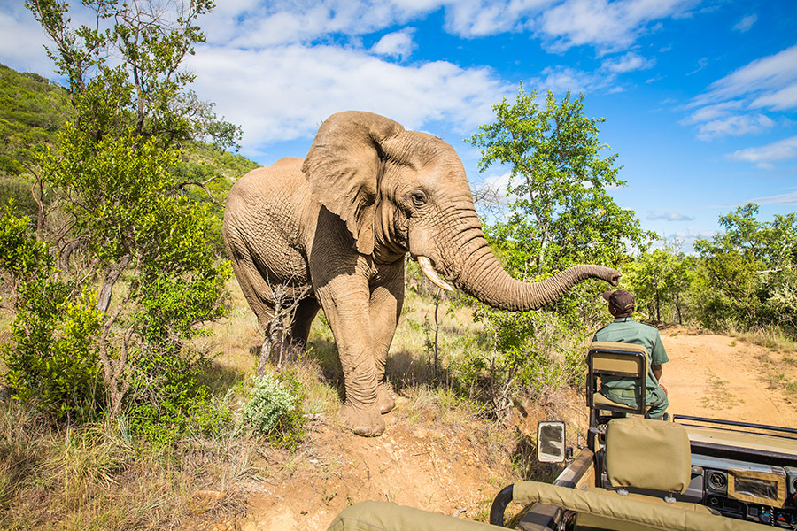 Słoń pojawił się na drodze podczas jeep safari w parku Krugera - Ecco Travel - RPA