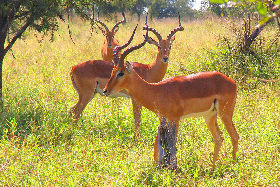 Antylopy w Parku Krugera - Ecco Travel - RPA