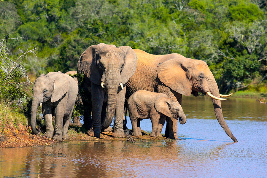 Grupa słoni w wodzie w Parku Krugera Ecco Travel - RPA
