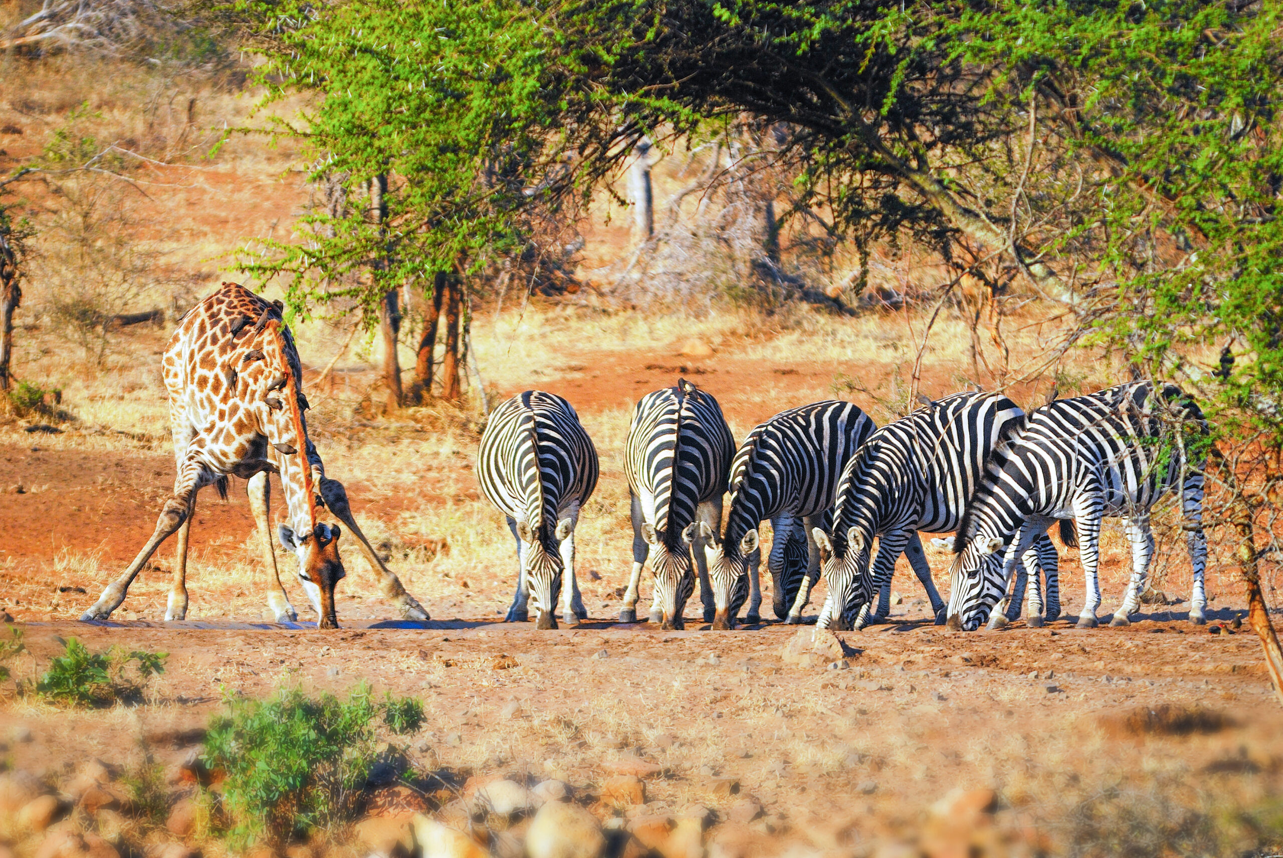 Żyrafa i zebry w Parku Krugera - Ecco Travel - RPA