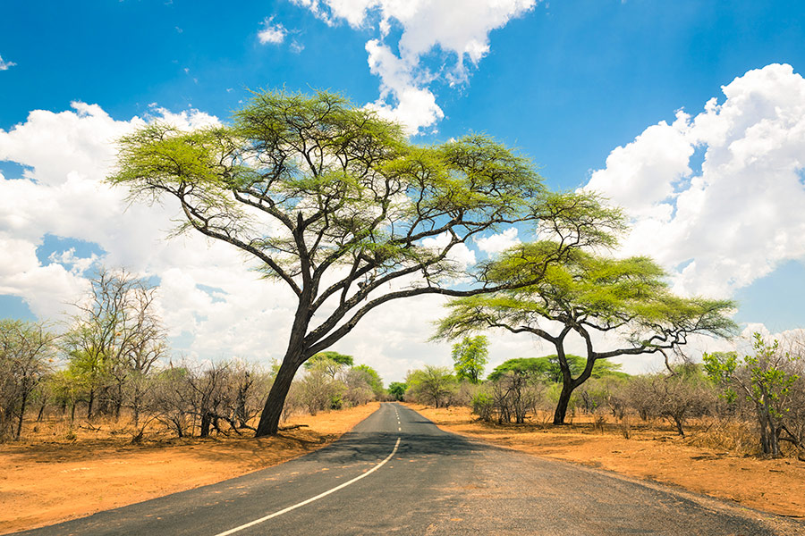 Ogromne drzewa po dwóch stronach drogi - Ecco Travel - RPA