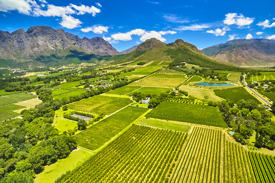 Widok na pola, gdzie uprawia się winorośle w Cape Town - Ecco Travel - RPA