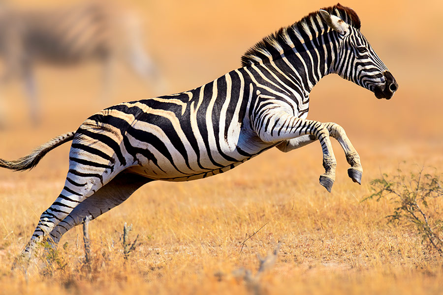 Zebra podczas skoku w Parku Krugera - Ecco Travel - RPA