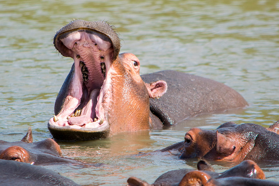 Hipopotam w wodzie w parku Krugera - Ecco Travel - RPA